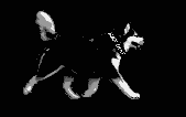 Husky