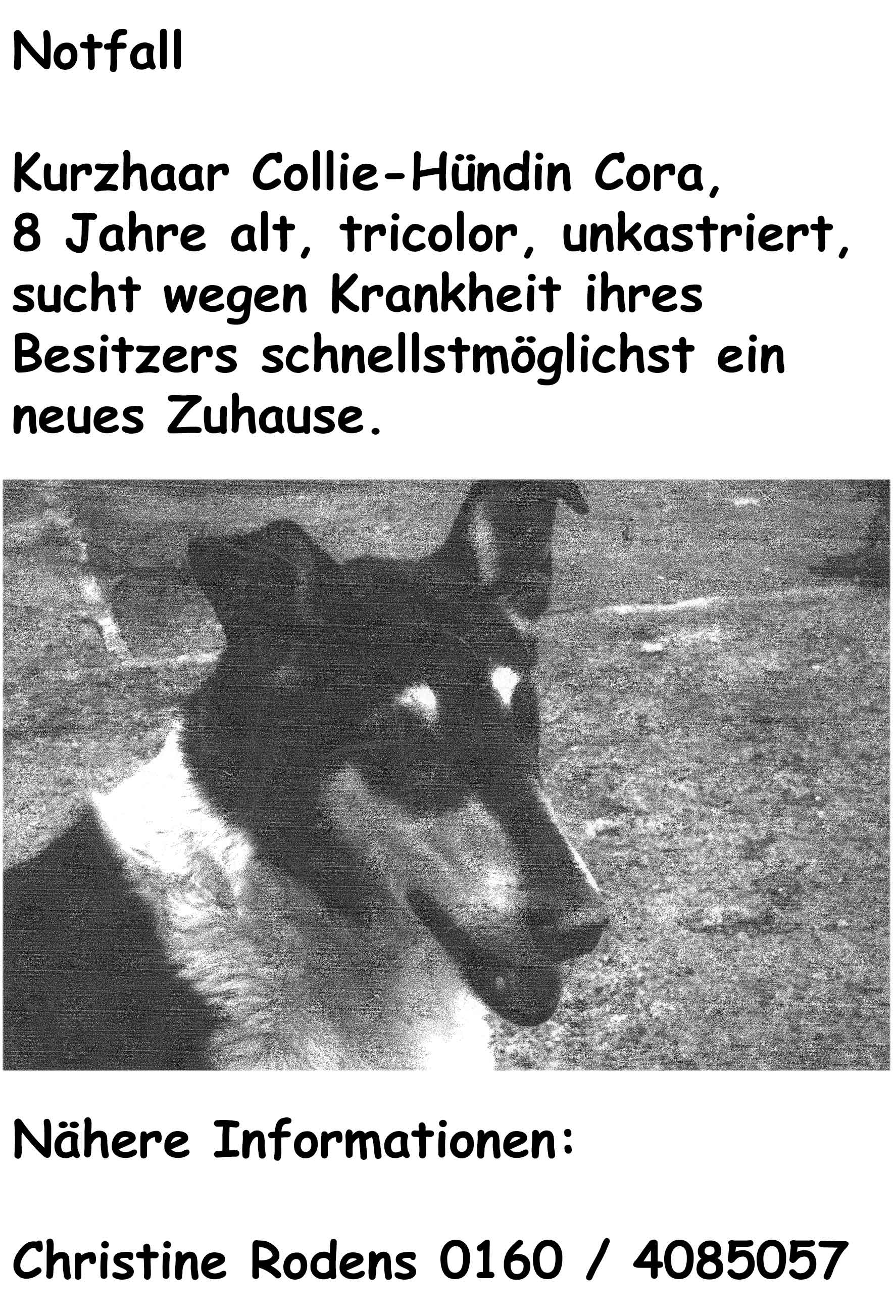 Vermittlung Collie Cora